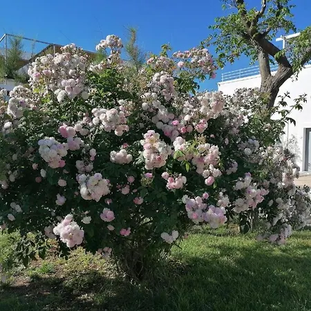 Donna Olga Bed & Breakfast *